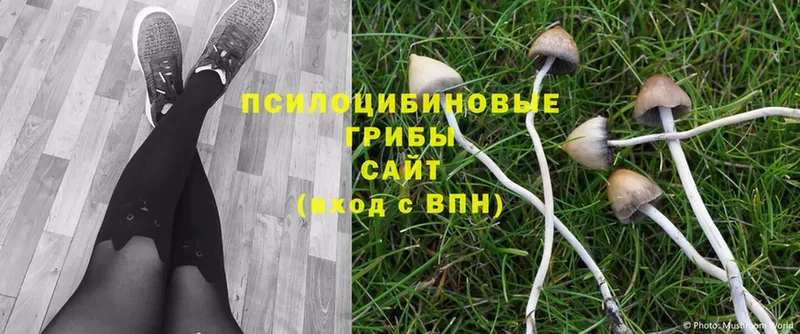 Галлюциногенные грибы MAGIC MUSHROOMS  сколько стоит  Тарко-Сале 